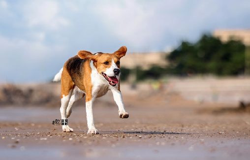 比格犬：皇室猎宠的现代魅力与市场现状