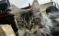 猫传腹是怎么引起的