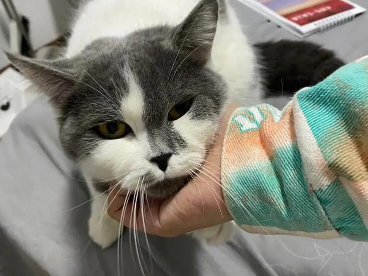 当着猫的面杀了另一只猫