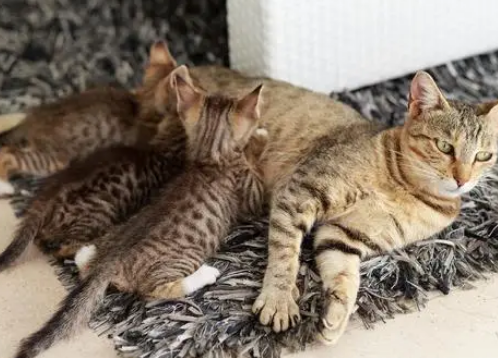 怀孕的猫上门吉利吗