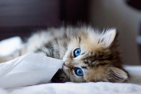 给小猫擦完酒精后吹干了