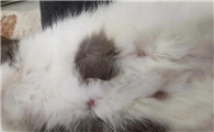 怀孕40天母猫开始拉稀正常吗