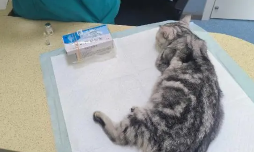 猫传腹早期十大典型症状