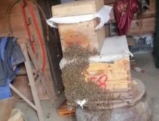 怎样收蜜蜂进箱 怎样收蜜蜂进箱