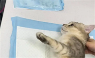 公猫绝育需要涂药吗