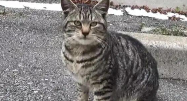 狸花猫：中国本土纯种猫，好喂养