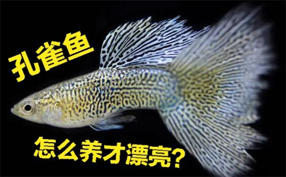 揭秘孔雀鱼美丽秘诀,难怪你的鱼儿不够出彩! 揭秘孔雀鱼美丽秘诀,难怪你的鱼儿不够出彩!