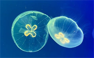 什么生物吃水母