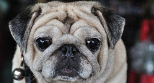 巴哥犬成为“讨厌狗”的8个原因,怪不得养的人那么少 巴哥犬成为“讨厌狗”的8个原因,怪不得养的人那么少