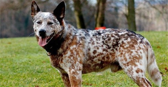 什么是澳大利亚牧牛犬?看这! 什么是澳大利亚牧牛犬?看这!
