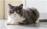 猫适应多少度