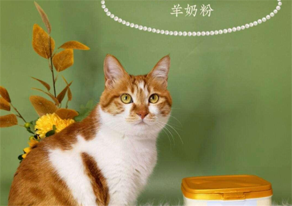 猫小闹羊奶粉怎么样 猫小闹羊奶粉怎么样