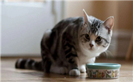 猫臭味如何处理