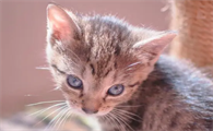 给猫绝育猫会恨主人吗