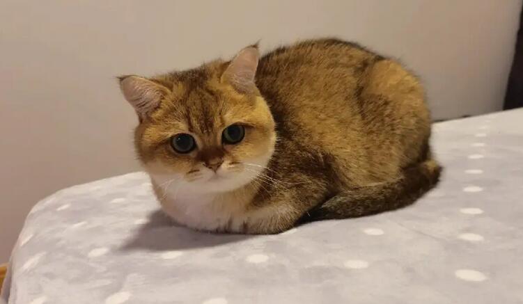 感觉自己的猫长不大