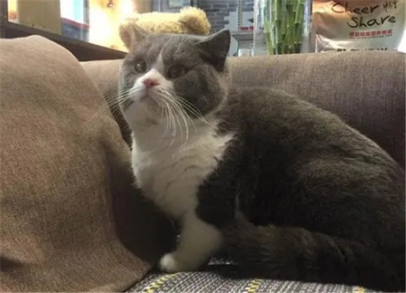 猫的叫声是为了驯化人类