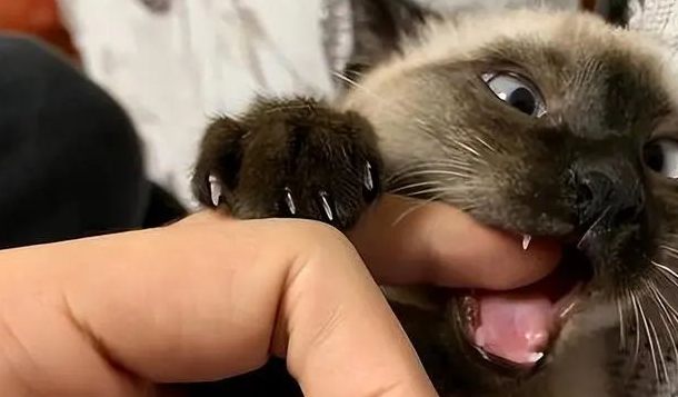 猫咪喜欢主人的9大表现,你中了吗? 猫咪喜欢主人的9大表现,你中了吗?