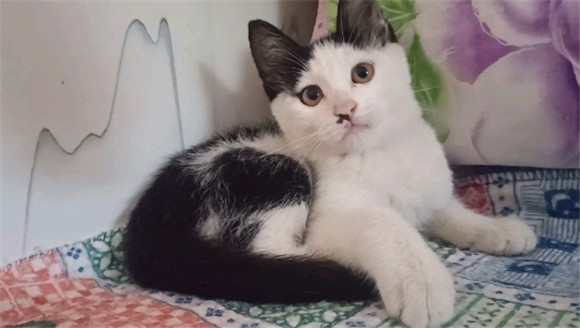 猫的灵异玄学知识