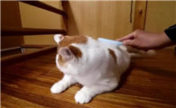 猫掉毛怎么解决啊