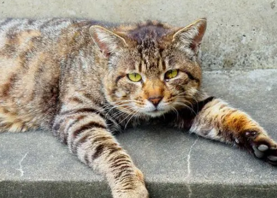 一探究竟，带你揭秘狸花猫的神秘性格！ 