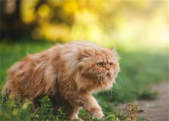 波斯猫的衰落,从皇室宠物到被忽视的原因 波斯猫的衰落,从皇室宠物到被忽视的原因