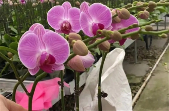 蝴蝶兰花的习性