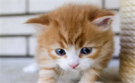 猫传腹吃什么药排腹水