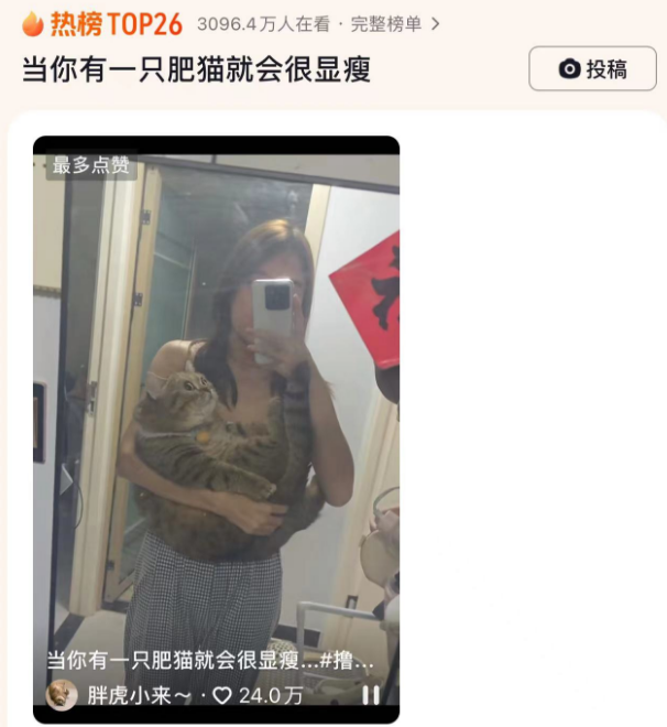 当你有一只肥猫就会很显瘦，网友：胳膊都快赶上你了