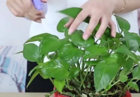 绿萝有蚊子怎么去除