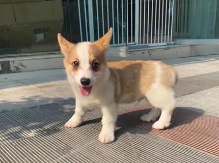 两个月的柯基怎么驯养 两个月的柯基怎么驯养