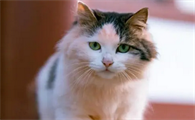 给猫打疫苗多少钱