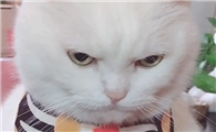 猫打哪个部位长记性