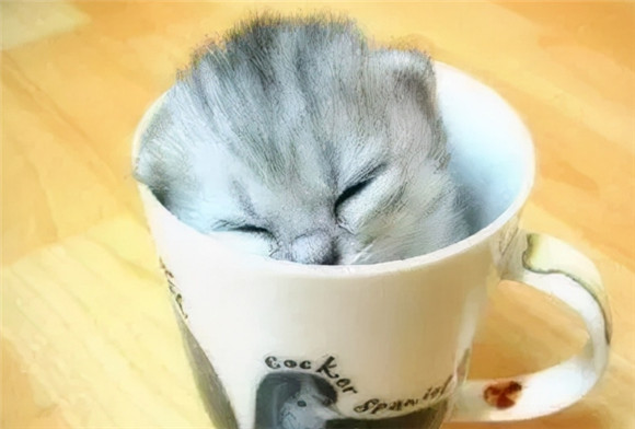 茶杯猫热潮来袭：市场价格揭秘，值得入手吗？