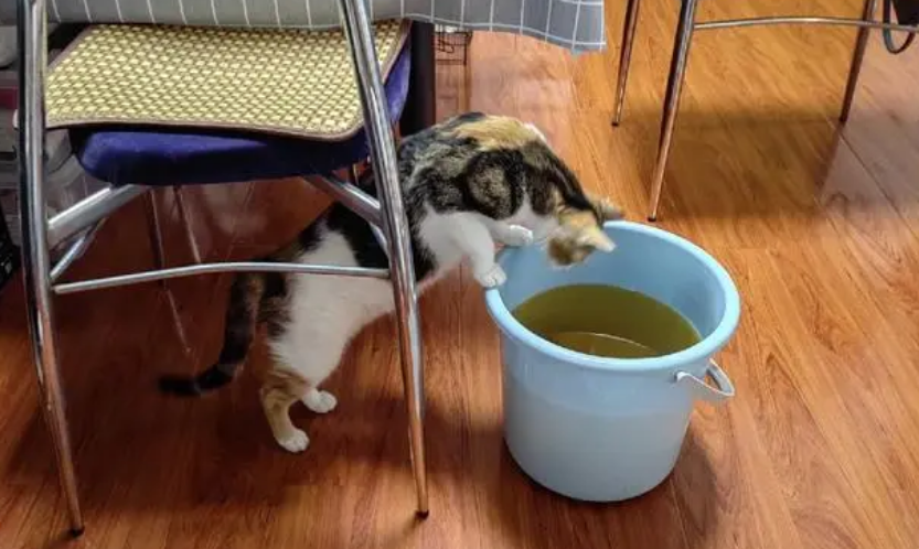 猫的脚一直沾水会怎么样 猫的脚一直沾水会怎么样