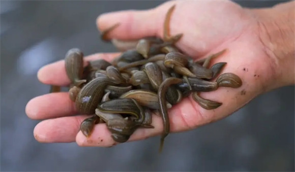 蚂蝗是怎么生成的 蚂蝗是怎么生成的