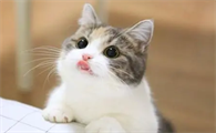 猫喘粗气肚子一抽一抽的