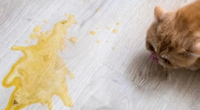 猫吃什么会立马死掉的药