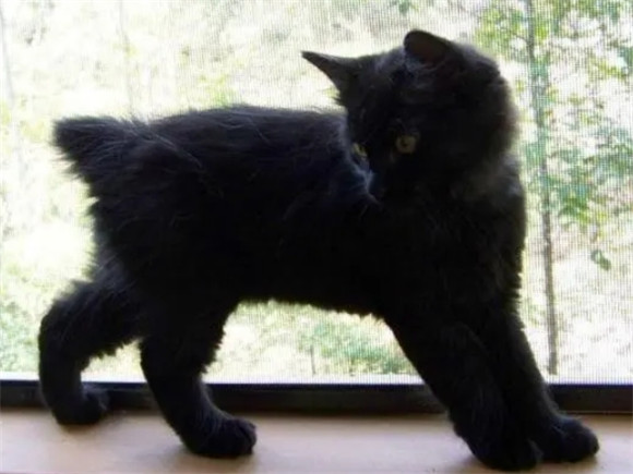 断尾黑猫有什么含义