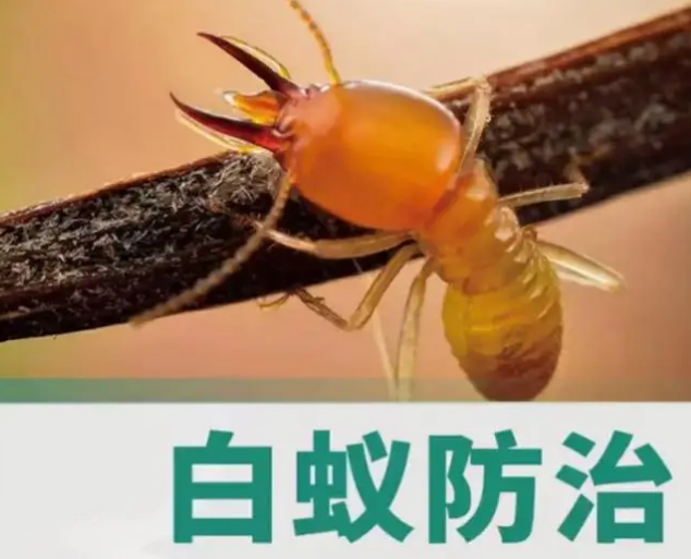 海口专业灭白蚁