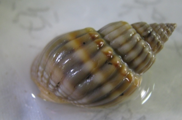织纹螺是什么样子
