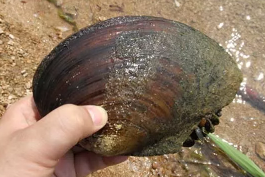 河蚌里有珍珠吗? 河蚌里有珍珠吗?