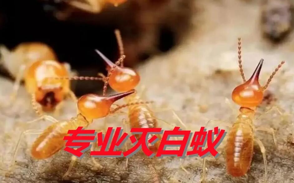 白蚁防治方案及报价