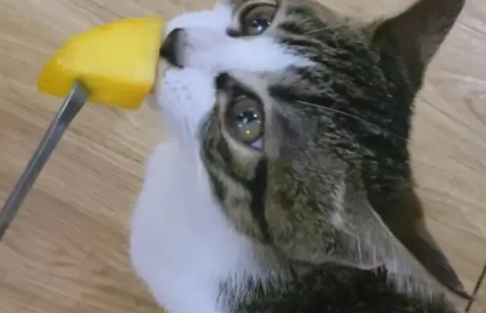 猫能吃橙子黄桃吗