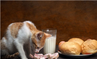 猫吃什么食物除了猫粮