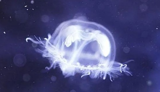 水母有没有肛门