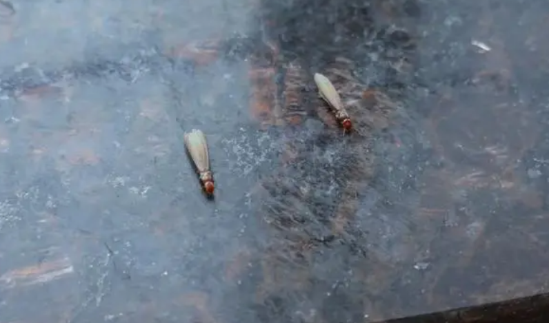 杀白蚁土方法