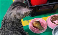 猫吃了油炸的鱼怎么办