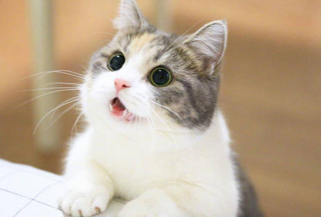 刚出生小猫吃饱了啥表现