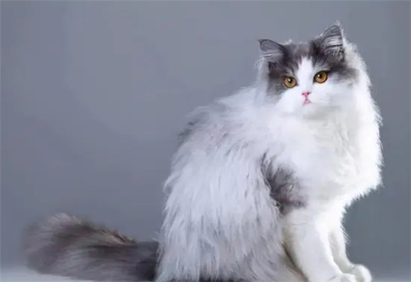 波斯猫的双面人生,优缺点大曝光,慎养不盲从! 波斯猫的双面人生,优缺点大曝光,慎养不盲从!