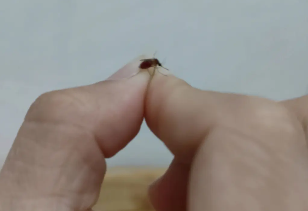 如何抓屋里的蚊子